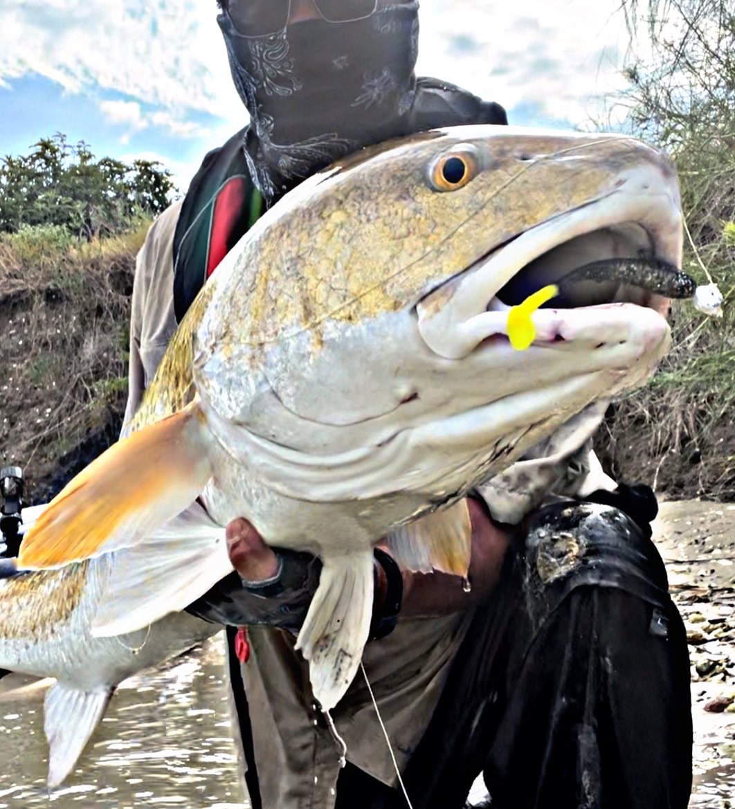 5" Smoke Shad