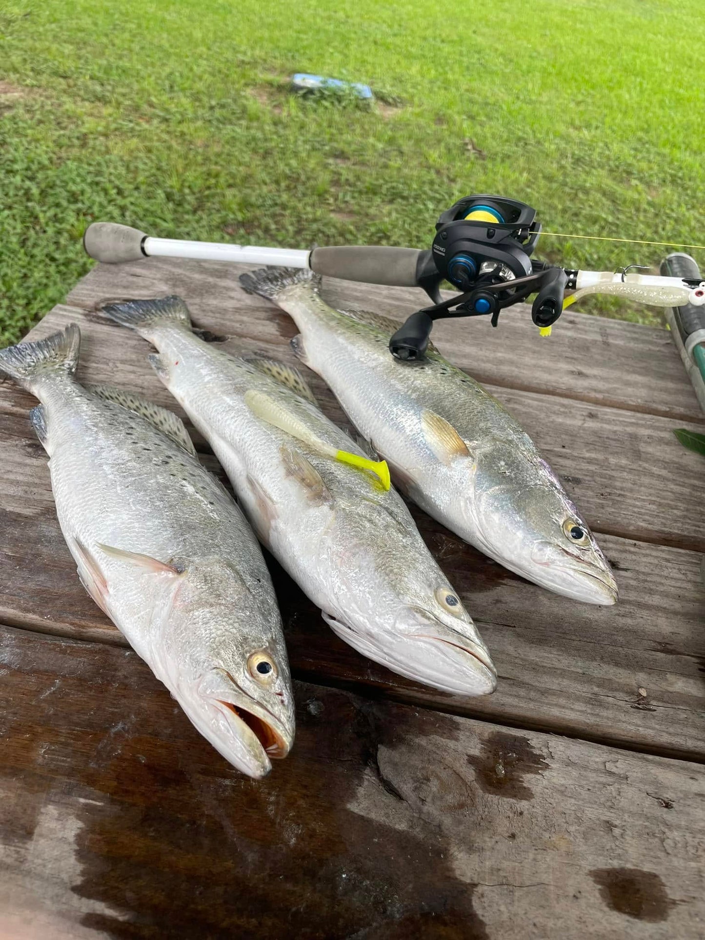 5" Smoke Shad