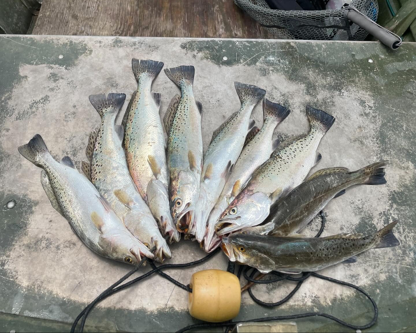 5" Smoke Shad