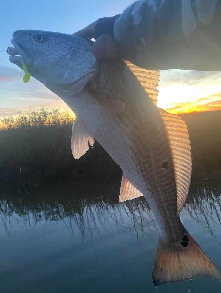 5" Smoke Shad