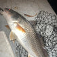 3.25" Glass Minnow