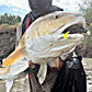 5" Smoke Shad