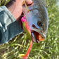 3.25" Junebug