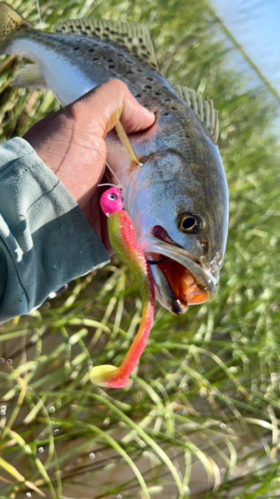 3.25" Junebug