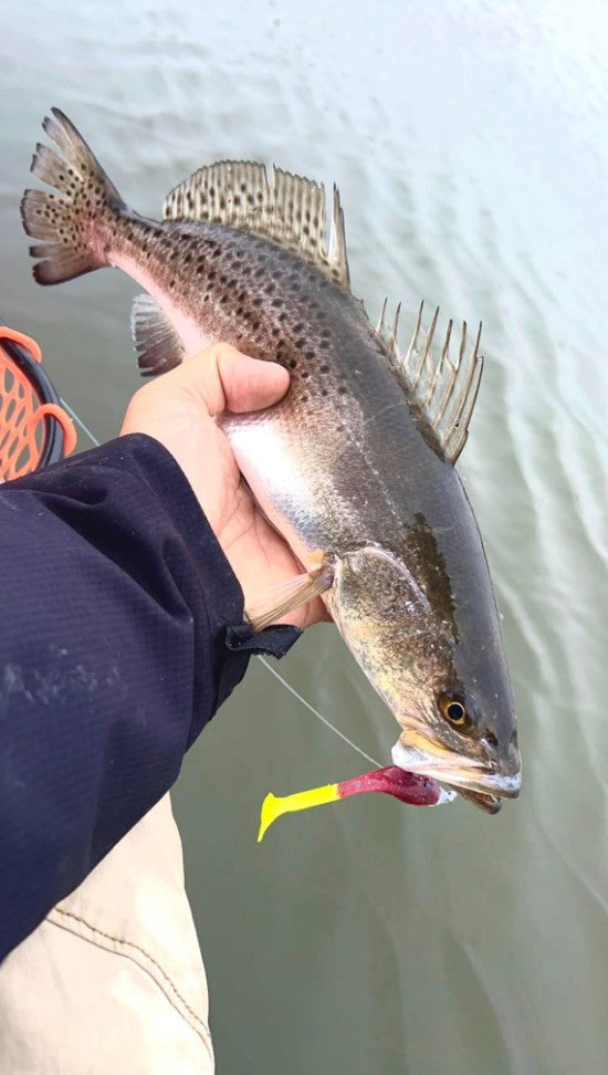 3.25" Junebug