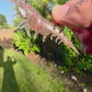 Knockin Shrimp Cherry Bomb With Built-In Tail Rattle